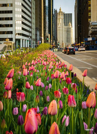 a group of pink flowers jigsaw puzzle