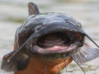 a close up of a fish in its mouth jigsaw puzzle