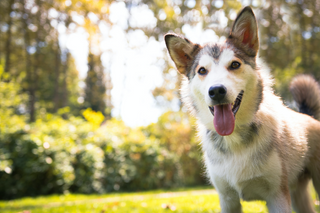 a dog jumping to catch a frisbee jigsaw puzzle
