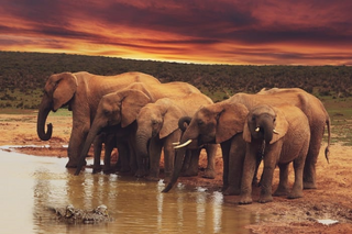 a herd of elephants in the water jigsaw puzzle