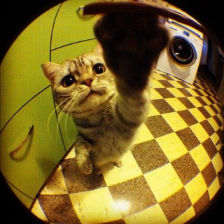 a cat that is looking at the camera jigsaw puzzle