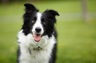 a dog with a frisbee jigsaw puzzle