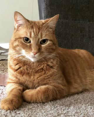 a large orange cat lying on the ground jigsaw puzzle