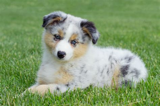 a dog lying on green grass jigsaw puzzle