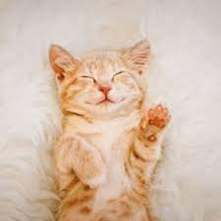 a cat lying on the ground jigsaw puzzle