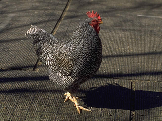 a bird sitting on top of a chicken jigsaw puzzle