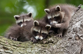 a raccoon sitting on a rock jigsaw puzzle