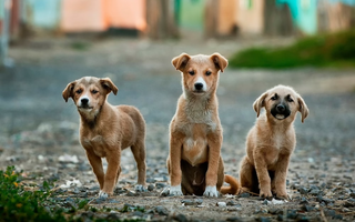 a brown dog standing in front of a building jigsaw puzzle