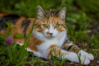 a cat lying on the grass jigsaw puzzle