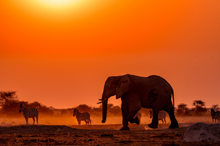 a herd of elephants walking across a sunset in the background jigsaw puzzle