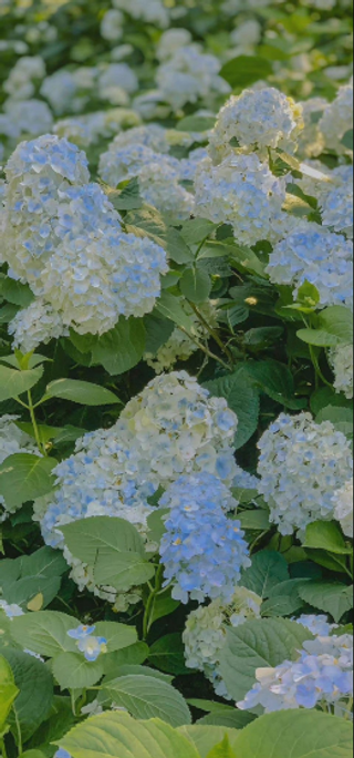 a close up of a flower garden jigsaw puzzle