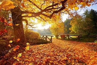 a tree in a forest jigsaw puzzle