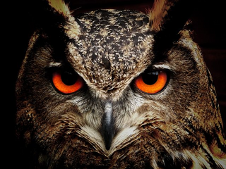 a close up of an owl jigsaw puzzle