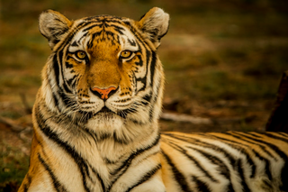 a close up of a tiger jigsaw puzzle