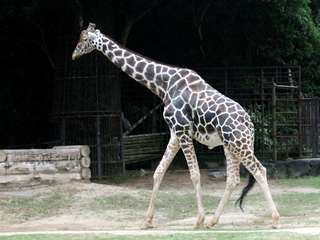 a giraffe standing in the dirt jigsaw puzzle