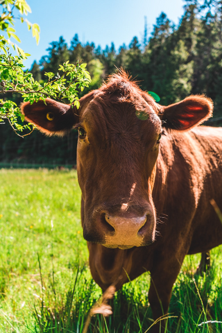 a brown cow standing on top of a lush green field jigsaw puzzle