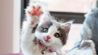 a close up of a cat jigsaw puzzle