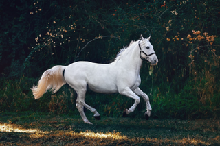 a horse standing on top of a grass covered field jigsaw puzzle