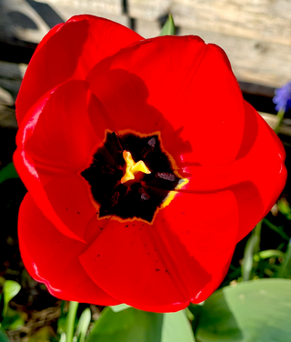 a close up of a flower jigsaw puzzle