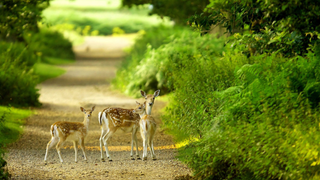 a herd of animals standing in the grass jigsaw puzzle