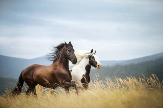 a brown horse standing in a grassy field jigsaw puzzle