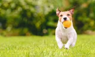 a dog sitting on top of a grass covered field jigsaw puzzle
