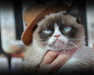 a cat that is looking at the camera jigsaw puzzle