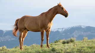 a brown horse standing on top of a grass covered field jigsaw puzzle