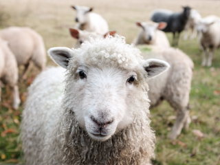 a herd of sheep standing on top of a lush green field jigsaw puzzle