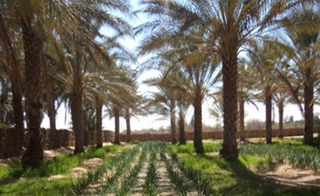 a group of palm trees next to a tree jigsaw puzzle