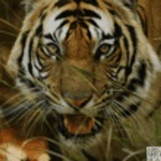 a tiger looking at the camera jigsaw puzzle