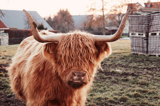 a large brown cow standing on top of a grass covered field jigsaw puzzle