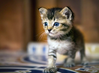 a close up of a cat jigsaw puzzle