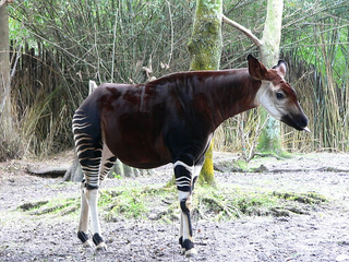 a brown horse standing next to a wire fence jigsaw puzzle
