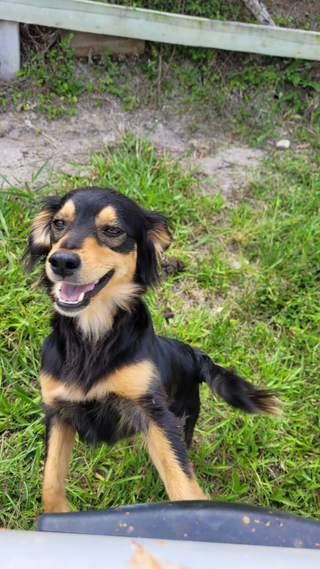 a dog sitting in the grass jigsaw puzzle