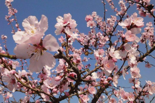a group of pink flowers on a tree jigsaw puzzle