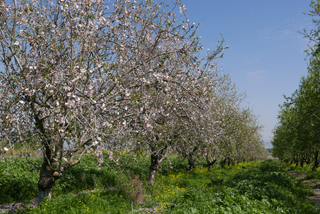 a tree in a field jigsaw puzzle