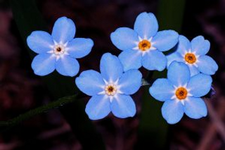 a close up of a flower jigsaw puzzle