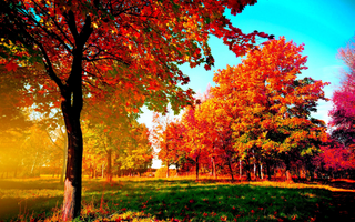 a tree in front of a sunset jigsaw puzzle
