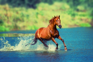 a person riding a horse in a body of water jigsaw puzzle