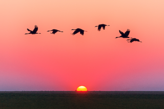a flock of seagulls flying in the sky jigsaw puzzle