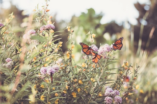 a close up of a flower jigsaw puzzle
