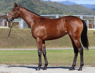a brown horse standing next to a fence jigsaw puzzle