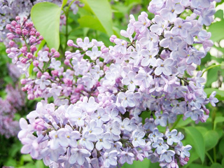 a close up of a flower garden jigsaw puzzle