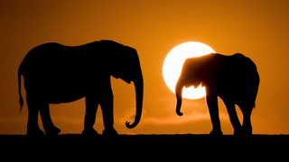 a elephant that is standing in front of a sunset jigsaw puzzle