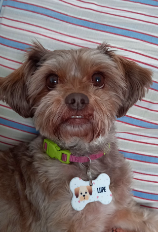 a small brown dog lying on a bed jigsaw puzzle