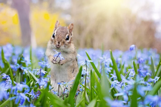 a squirrel standing on a field jigsaw puzzle