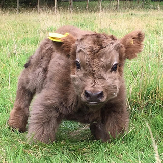 a brown cow lying on top of a grass covered field jigsaw puzzle