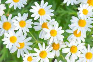 a close up of a flower jigsaw puzzle