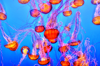 a jellyfish in water jigsaw puzzle